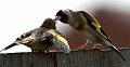 Goldfinch and Chick
